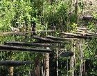 Logging rail and canal once used to remove illegally felled hardwood from the swamp forest surrounding the Buluh Kecil 