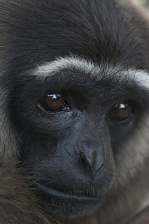 Boswell the gibbon