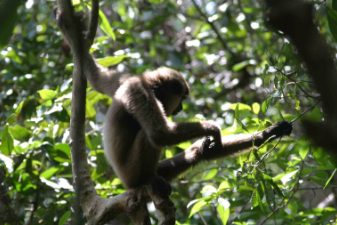 A young male gibbon grooms himself