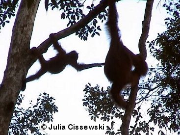 orangutans in tree