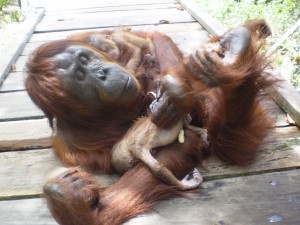 orangutan twins