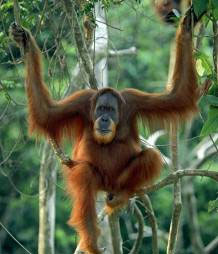 Sumatran orangutan