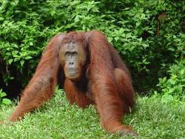 Bornean orangutan