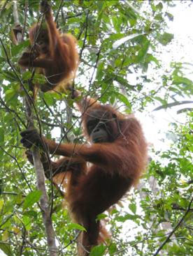 2 orangutans in a tree