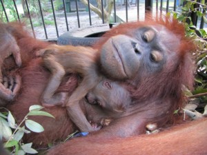 Dewi and infant Dalia at Orangutan Care Center and Quarantine