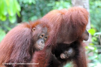 Orangutan and offspring