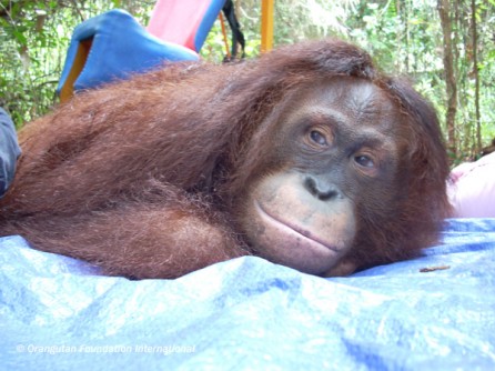 Kiki in a typical pose lying on a blanket in the forest