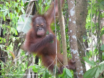 Orangutan in the tress