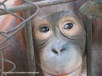 Orangutan awaits her release. 