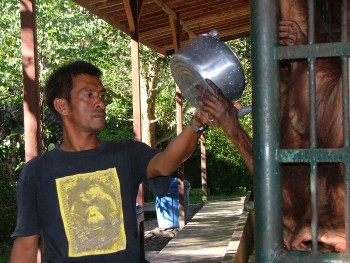 Pak Sia giving afternoon milk to some of his charges.