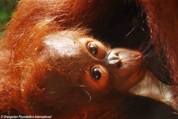 A nursing infant orangutan on mother's nipple