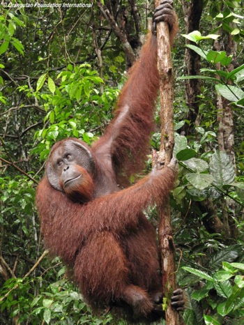 A flanged orangutan male hanging from a small tree