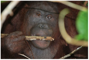 Hanki chewing on a stick