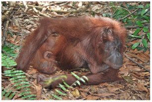 Hanki on the forest floor