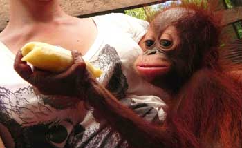 orangutan eating banana