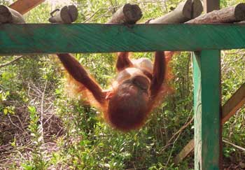 George Baru hanging upside down