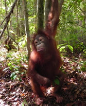 Hocky does some serious one-armed climbing in the forest