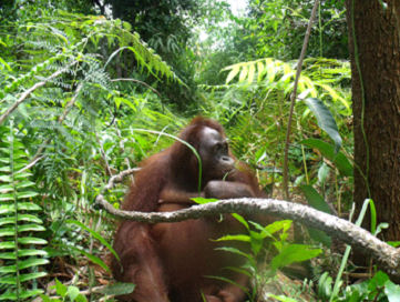 Bali in the forest behind the Care Center eating some leaves.  