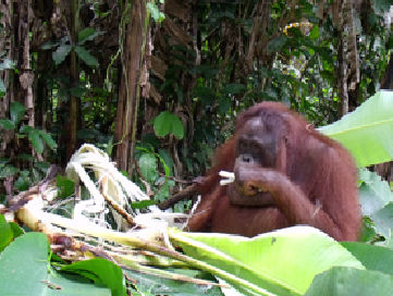 Bali eating the inside of a banana tree.