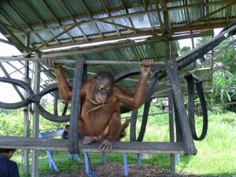 Goran climbing and playing in “The Playpen”.