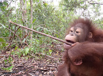 Hocky in the forest chewing on a branch