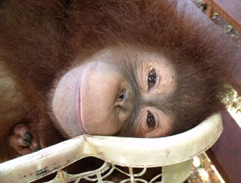 Hocky resting in an old fruit basket