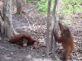 Hocky resting and closely watching her exploring friend