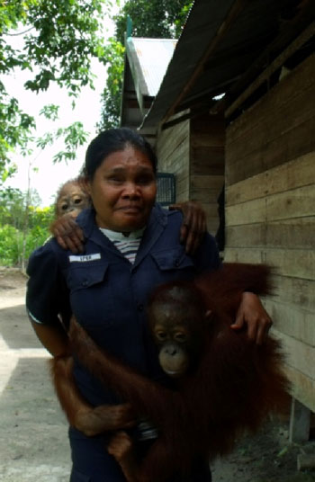 Ipuk brings two orangutans to the playground