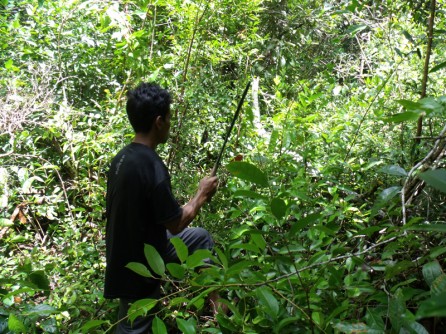 4987 – Assistant cutting a trail in the forest