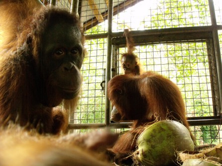 orangutans in cage at care center