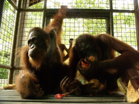 orangutans at care center