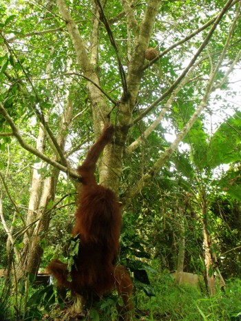 Hangki the orangutan 03