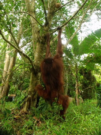 Hangki the orangutan 04