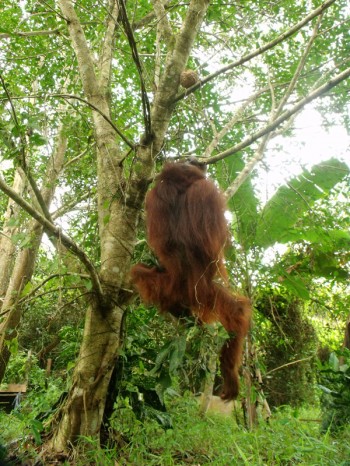 Hankgi the orangutan 05