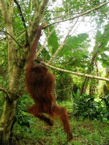 Hangki the orangutan 05