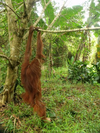 Hangi the orangutan 06