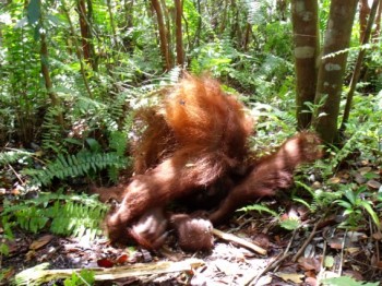 Hangki in the middle of one of her unique “head-over-body” rolls