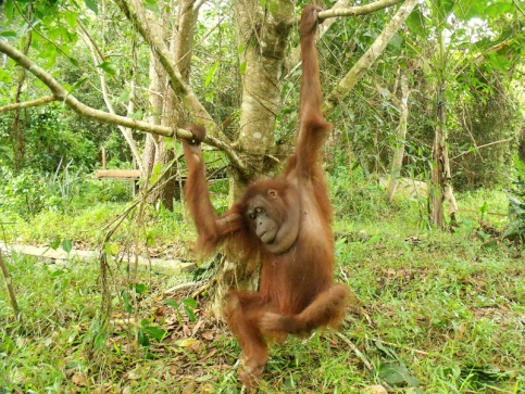 Hangki climbing a small tree (click on the picture to read the full story)