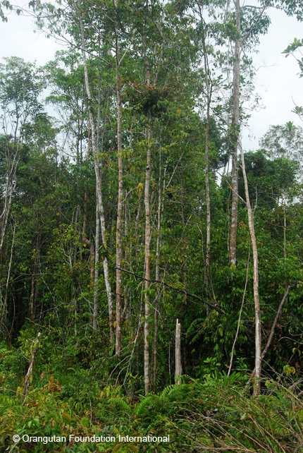 An orangutan nest in the trees