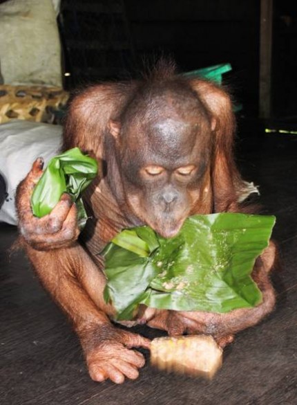 Gordon licks the banana leaves clean!