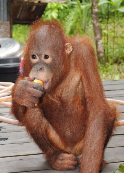 Jonathan and Xena loved tomatoes so much they decided not to eat porridge that day!