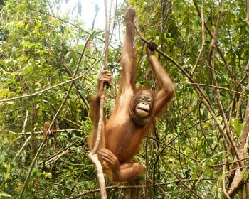 In the wild: Omry practices his climbing skills