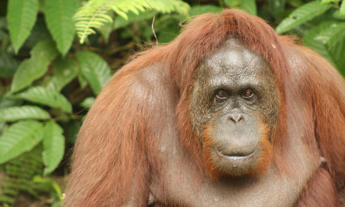 Siswi full after a mid-day snack of bananas