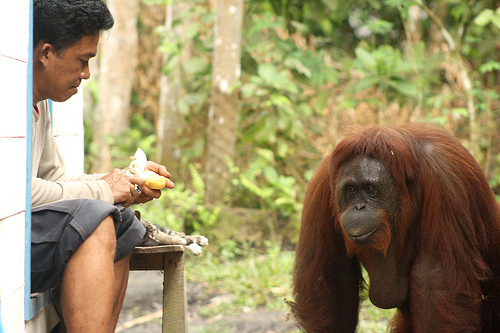 Siswi observes Camp Leakey manager, Pak Faisal as he peels a potato in the kitchen.  Despite making her desires clear, she didn?t attempt to steal it!