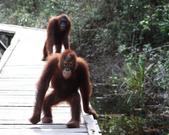 Percy walks along the boardwalk with Unyuk behind him