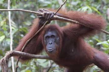 Unyuk relaxes in Camp Leakey.