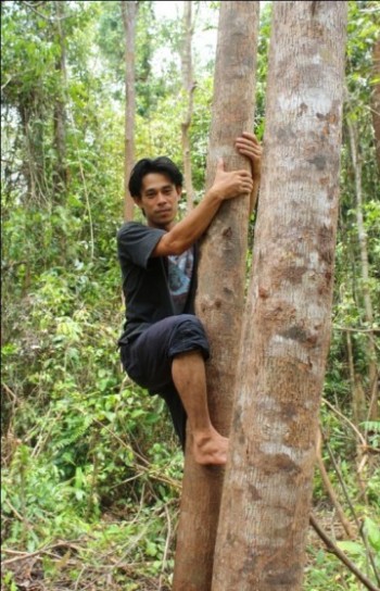 Pak Ateng must often climb tall, branchless trees in order to locate the orangutans