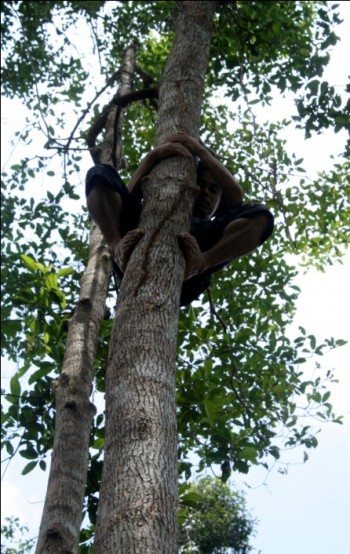 Pak Ateng uses his climbing technique to scale the tree in seconds