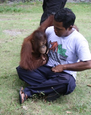 Pak Mekok helped move Saut to the transit enclosure