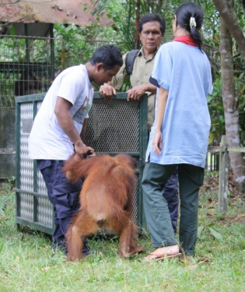 Saut is led into the enclosure by Pak Mekok (left), Pak Laju (center) and Dr. Popo (right)